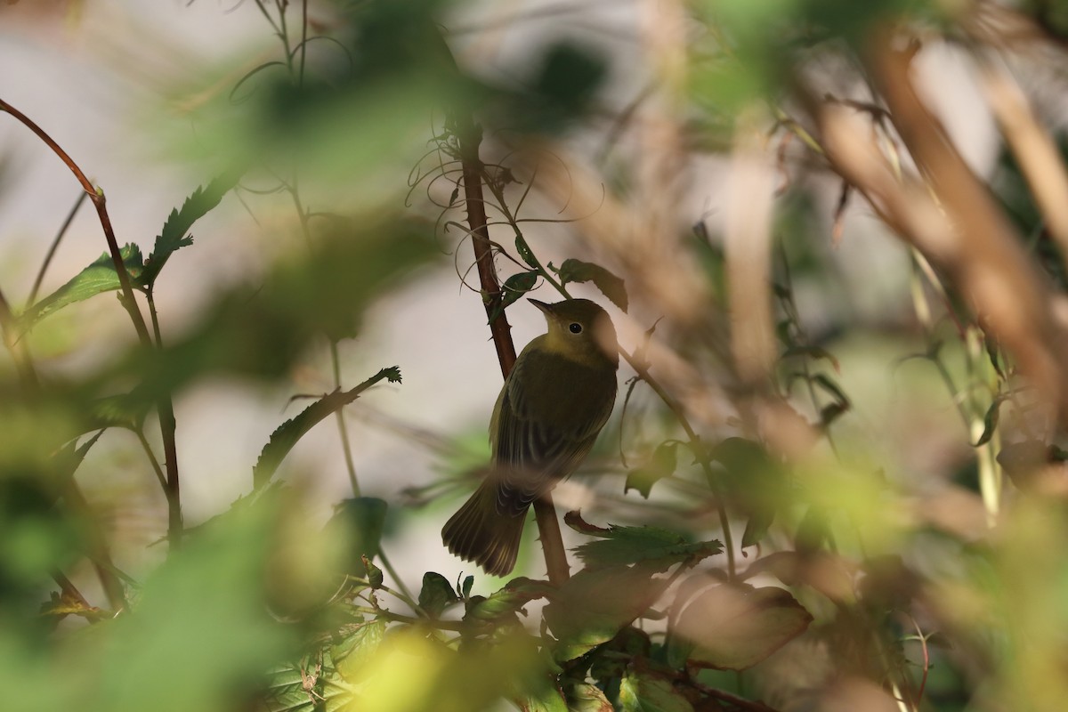 Yellow Warbler - 仲志 羅