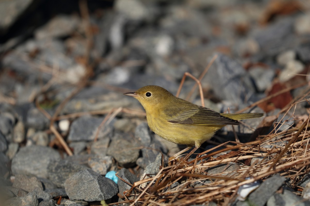 Yellow Warbler - 仲志 羅