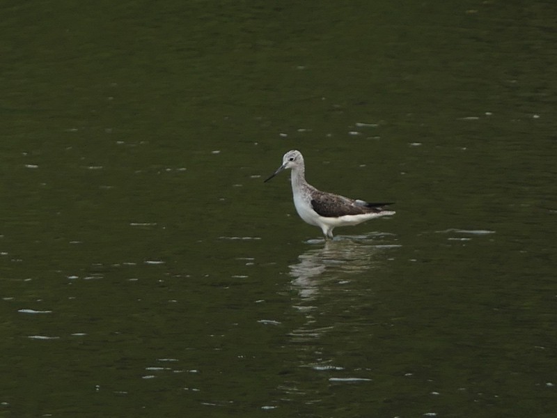 Common Greenshank - Bijoy Venugopal