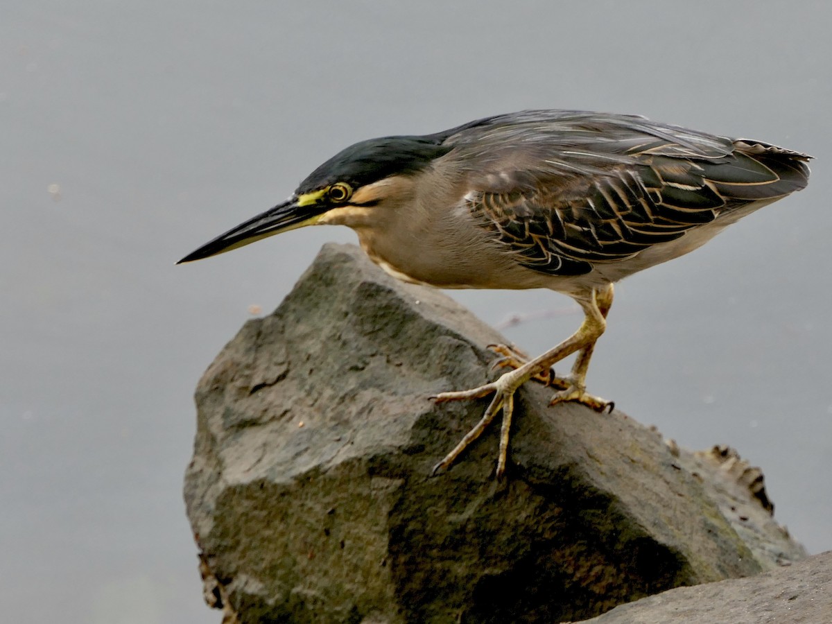 Striated Heron - Bijoy Venugopal