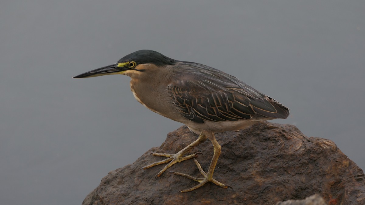 Striated Heron - Bijoy Venugopal