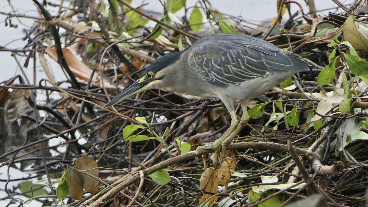 Striated Heron - Bijoy Venugopal