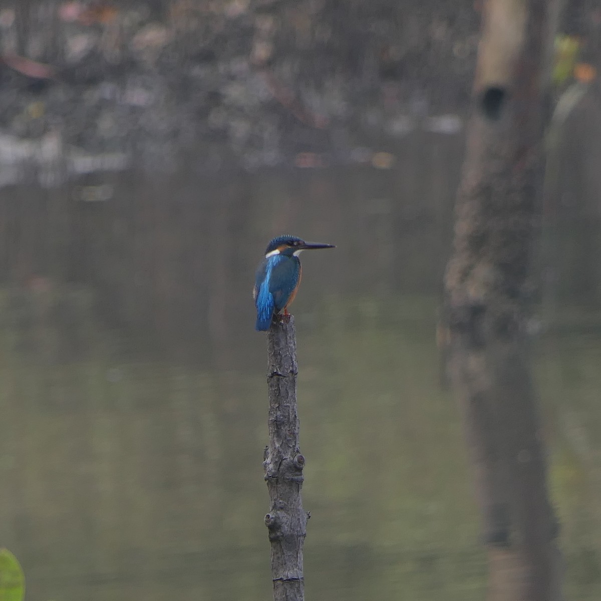 Common Kingfisher - ML611255676