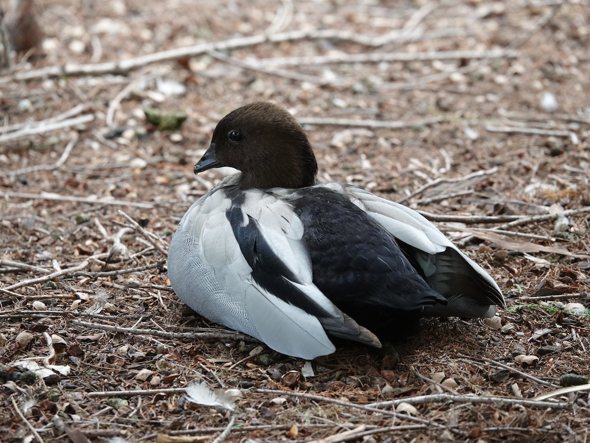 Canard à crinière - ML611255726