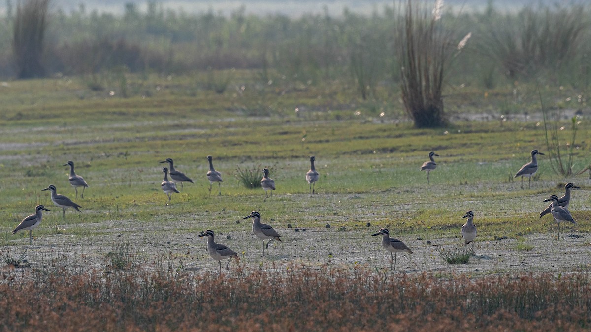 Great Thick-knee - Md Manirul Islam