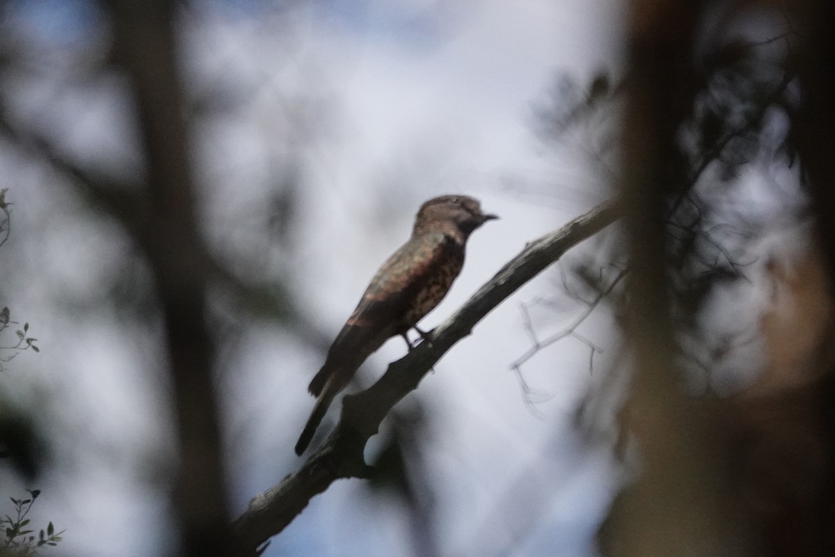 Cuckoo-roller - ML611255759