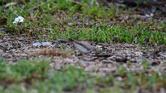 Gray-tailed Tattler - ML611255766