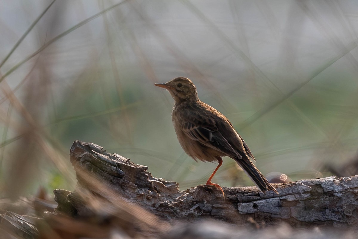 Richard's Pipit - ML611255793