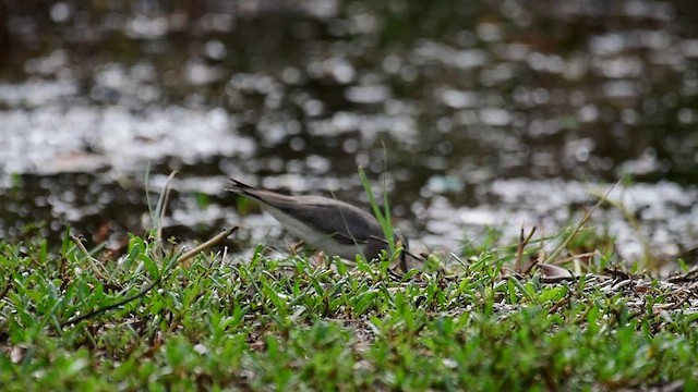 Gray-tailed Tattler - ML611255803