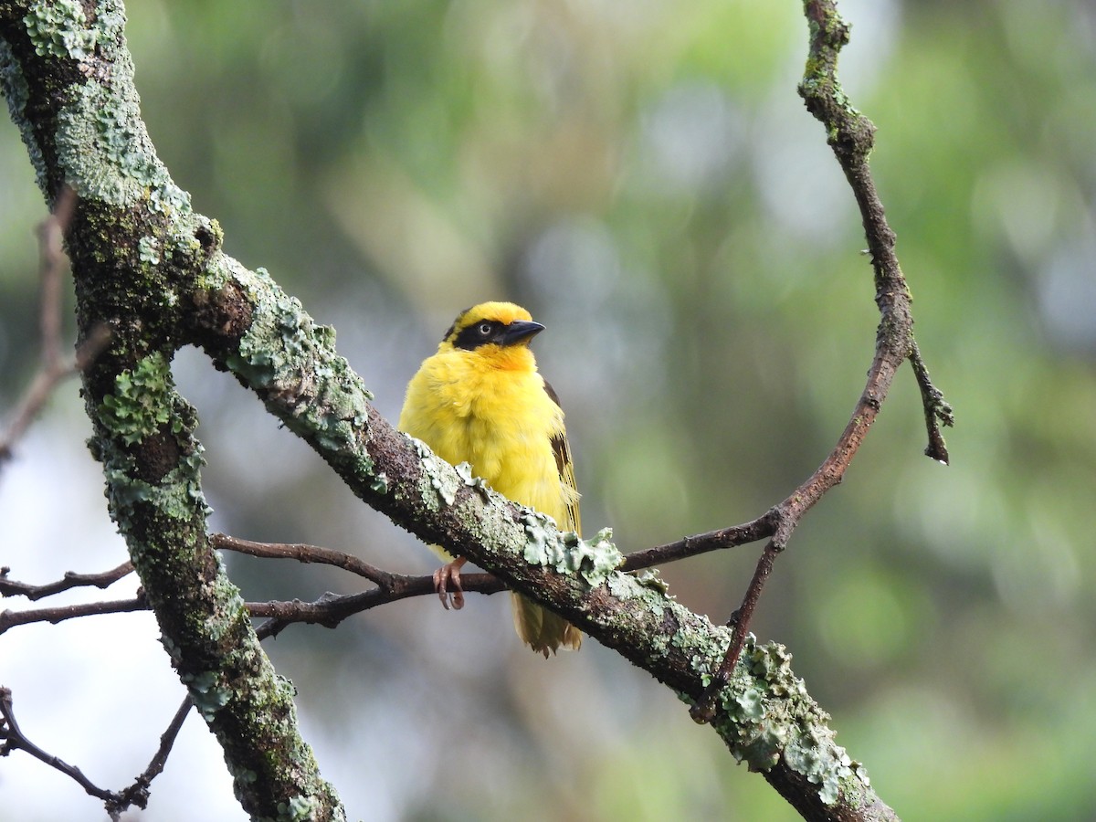 Baglafecht Weaver - Adarsh Nagda