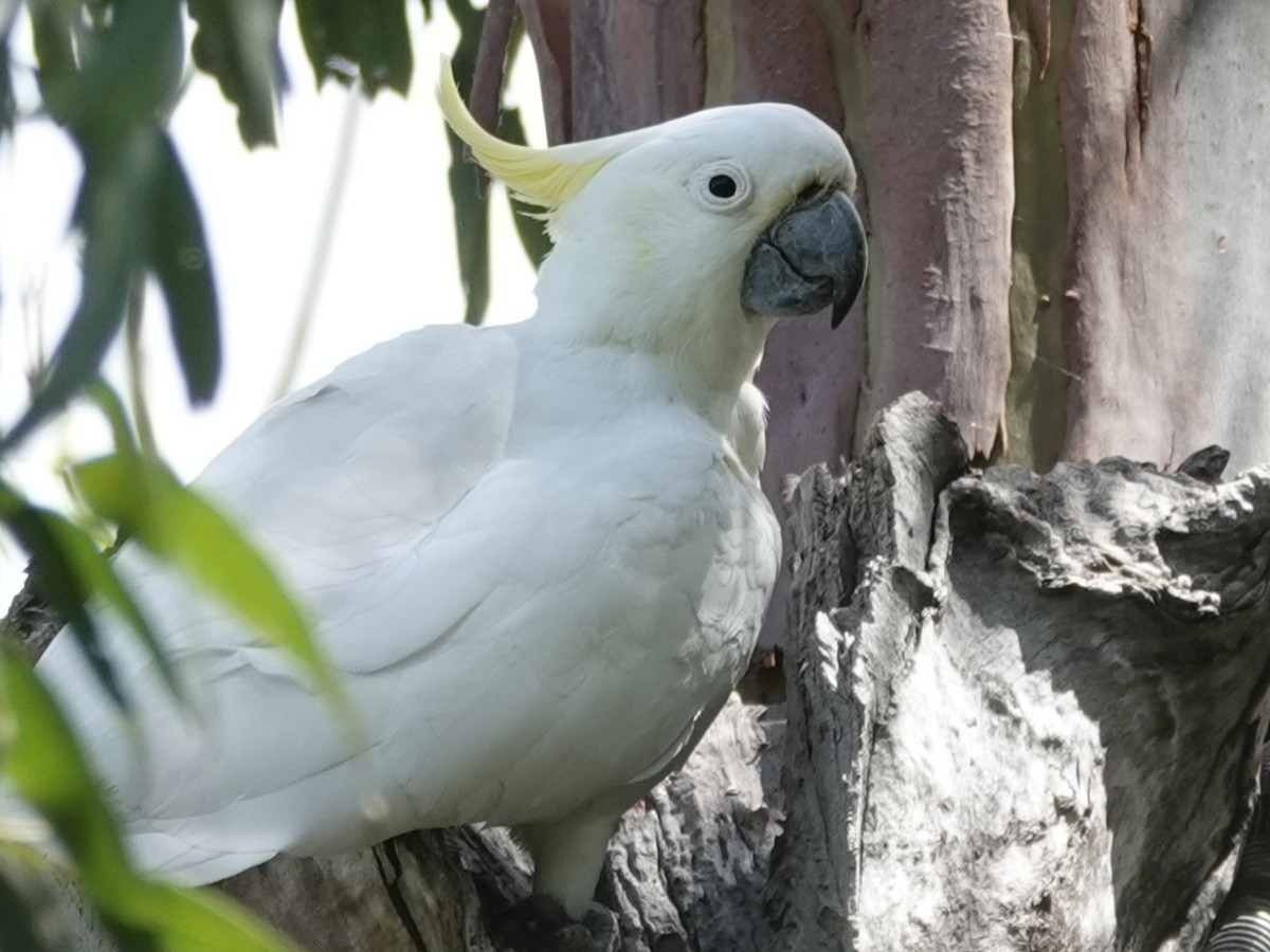 Sulphur-crested Cockatoo - ML611255922