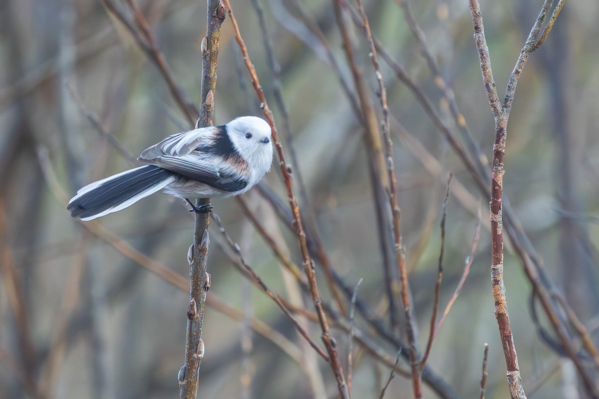 Long-tailed Tit - Alexey Kurochkin