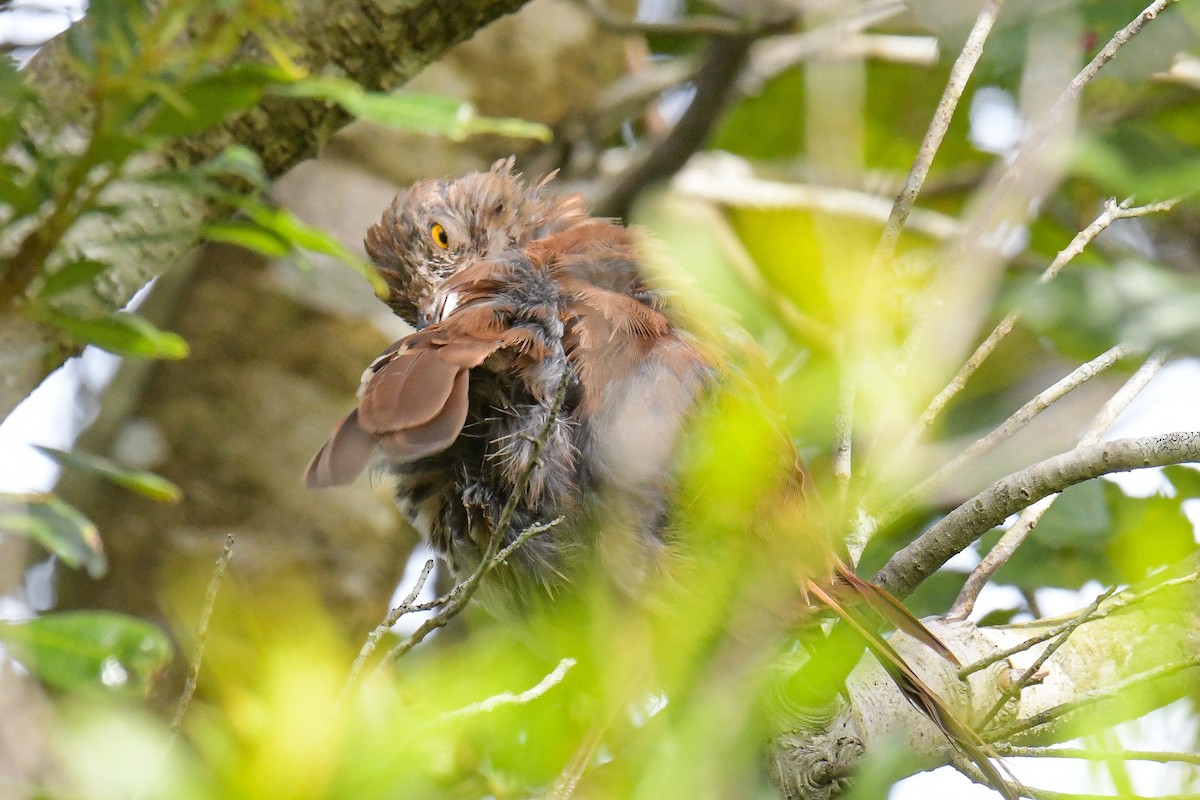 Brown Thrasher - ML611256000