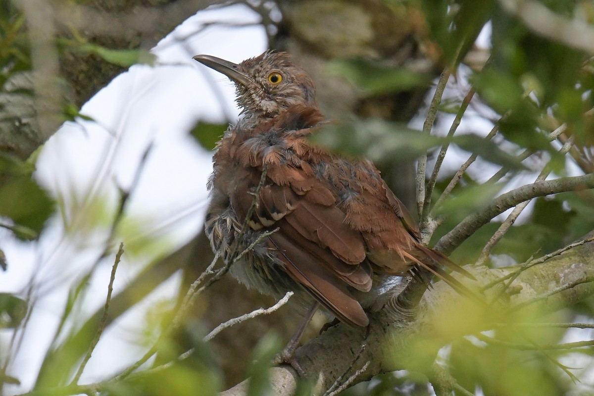 Brown Thrasher - ML611256001