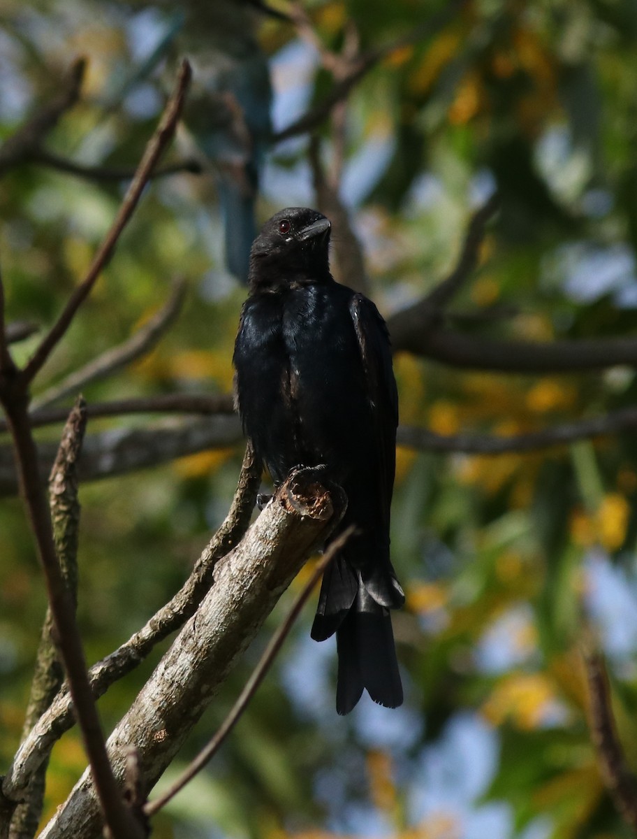 Black Drongo - ML611256012