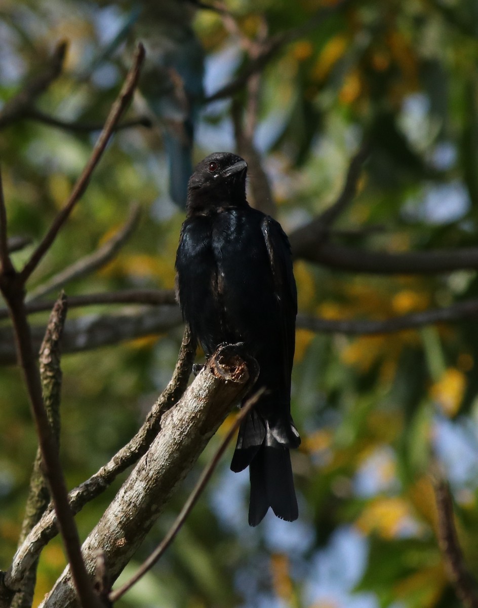 Black Drongo - ML611256013