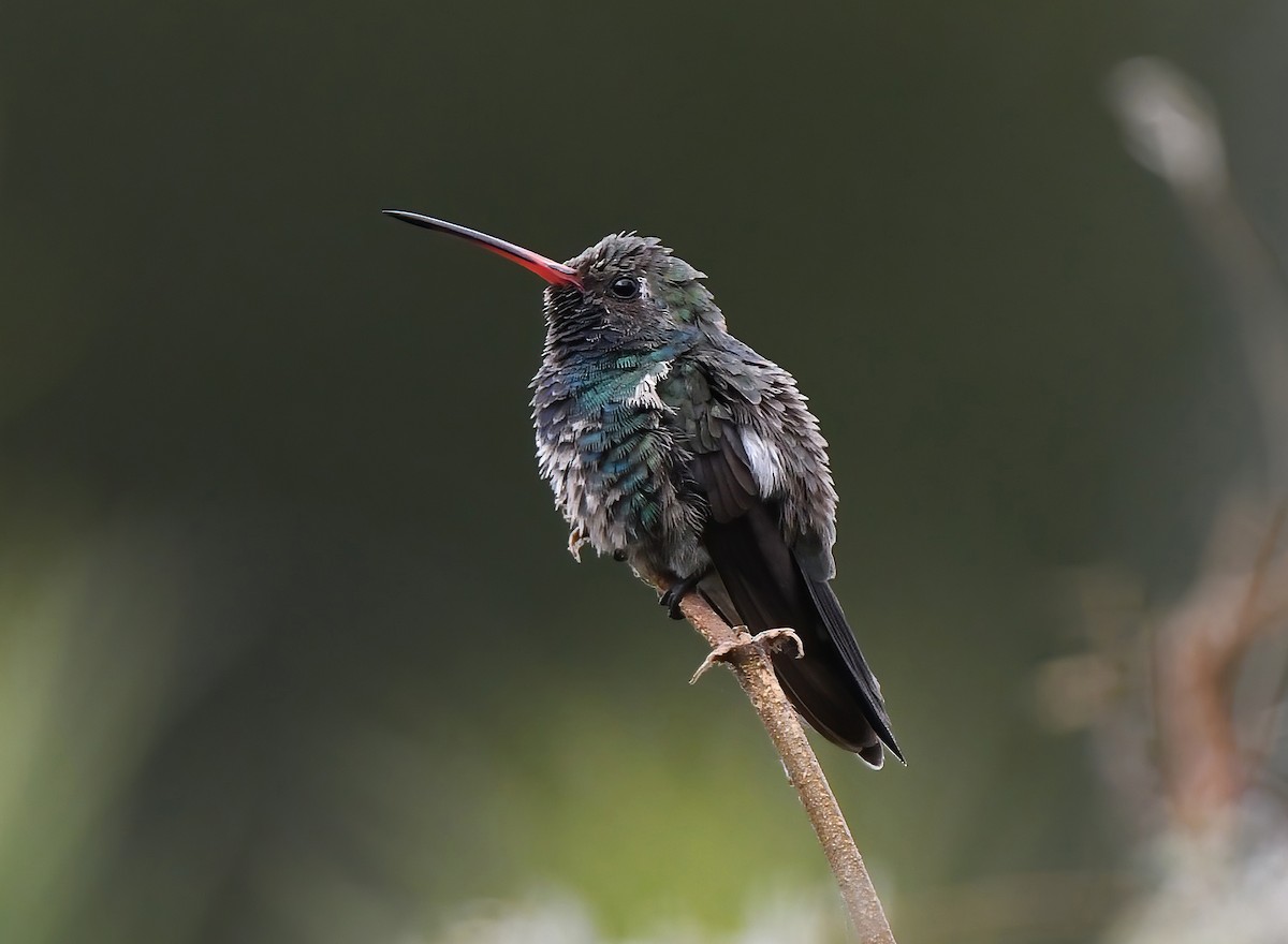 Broad-billed Hummingbird - ML611256037