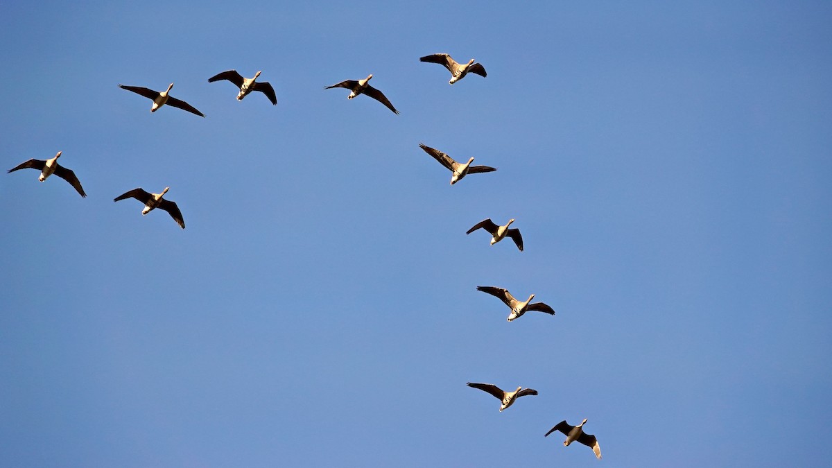 Greater White-fronted Goose - ML611256045