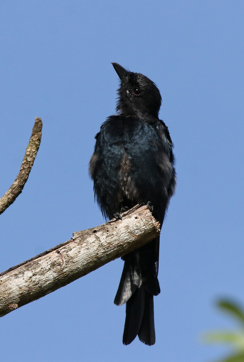 Black Drongo - ML611256090