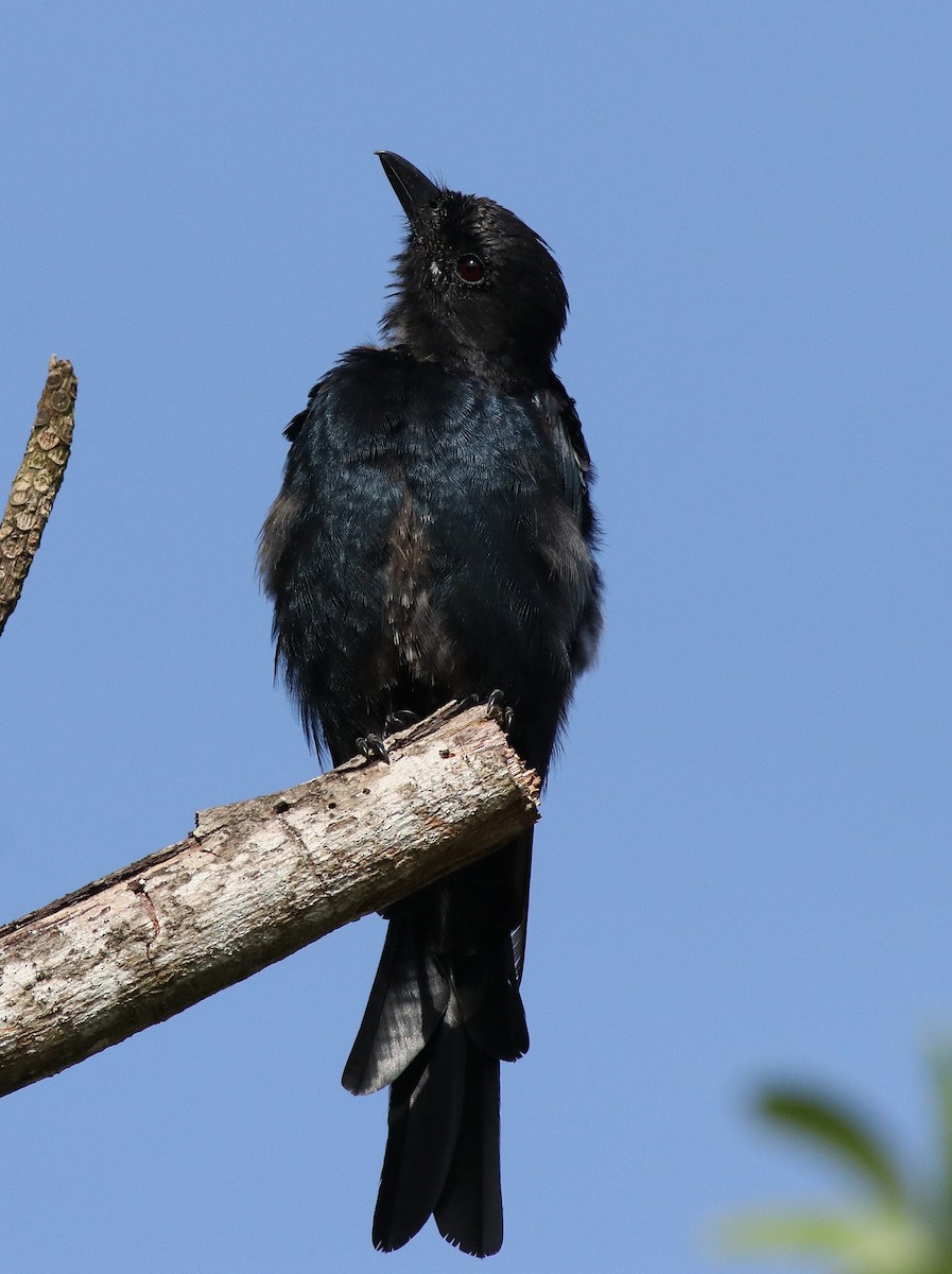 Black Drongo - ML611256092