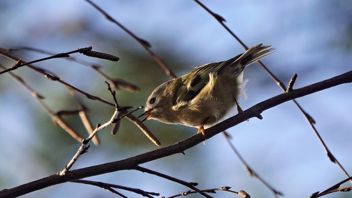 Goldcrest - ML611256095