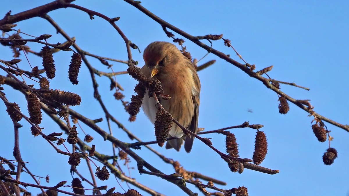 Lesser Redpoll - ML611256103