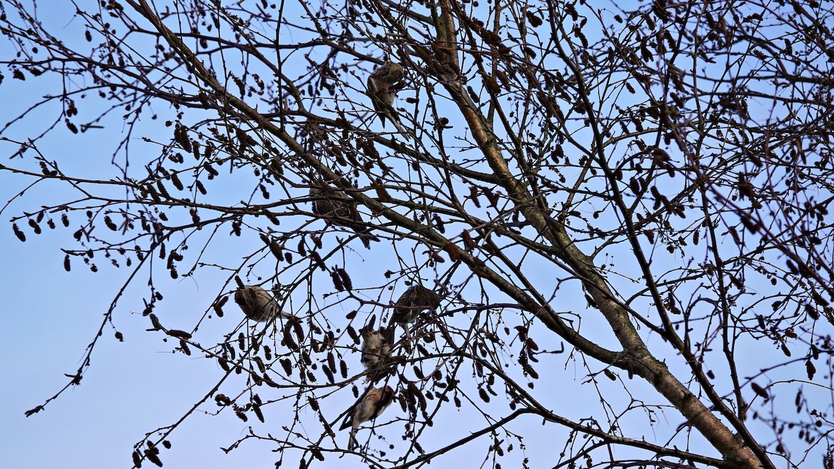 Lesser Redpoll - ML611256105