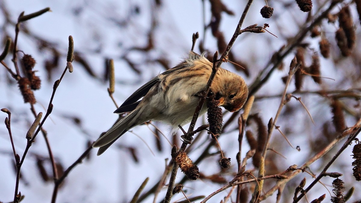 Lesser Redpoll - ML611256110