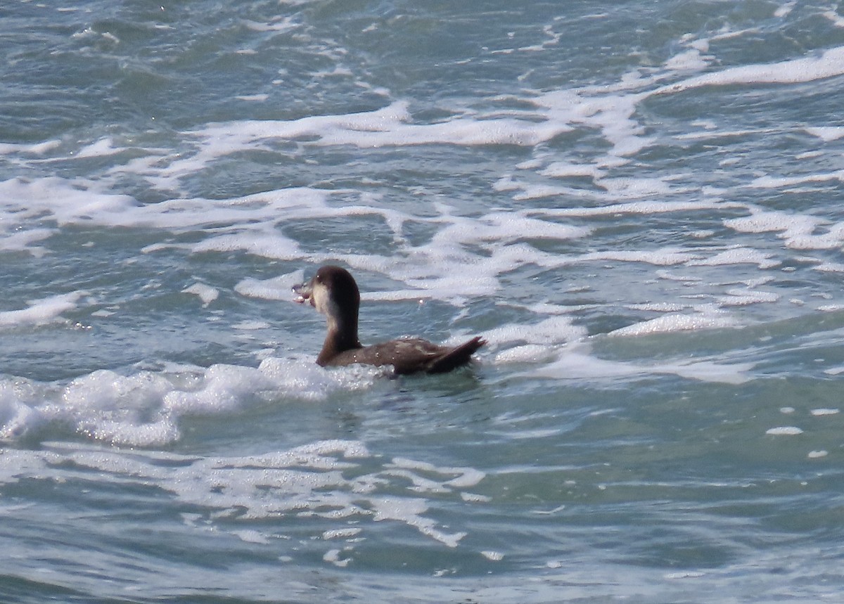 Black Scoter - ML611256141