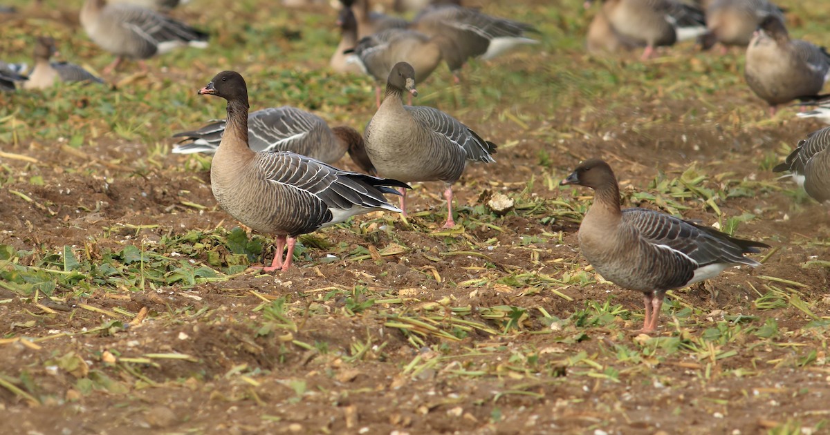 Pink-footed Goose - ML611256161