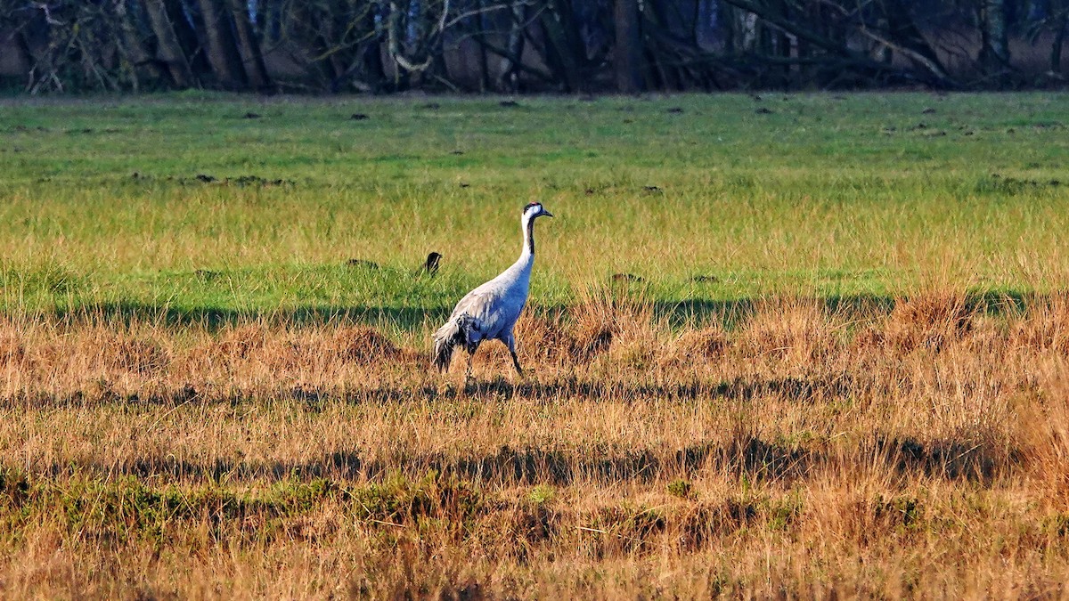 Common Crane - ML611256183