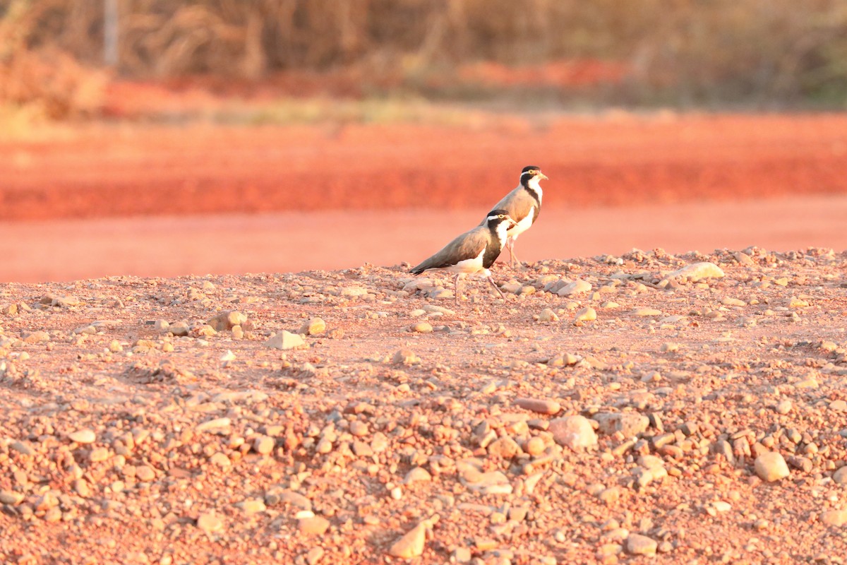 Banded Lapwing - ML611256392