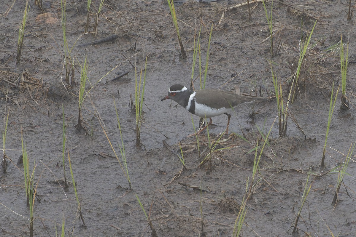 Three-banded Plover (Madagascar) - ML611256695