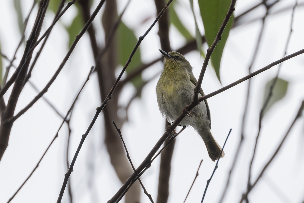 Stripe-throated Jery - Michael Todd