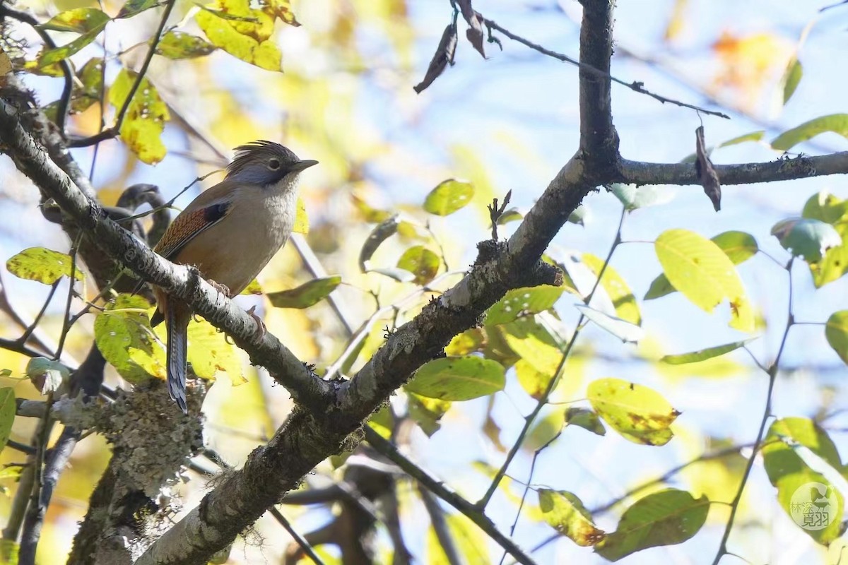 Hoary-throated Barwing - ML611256819