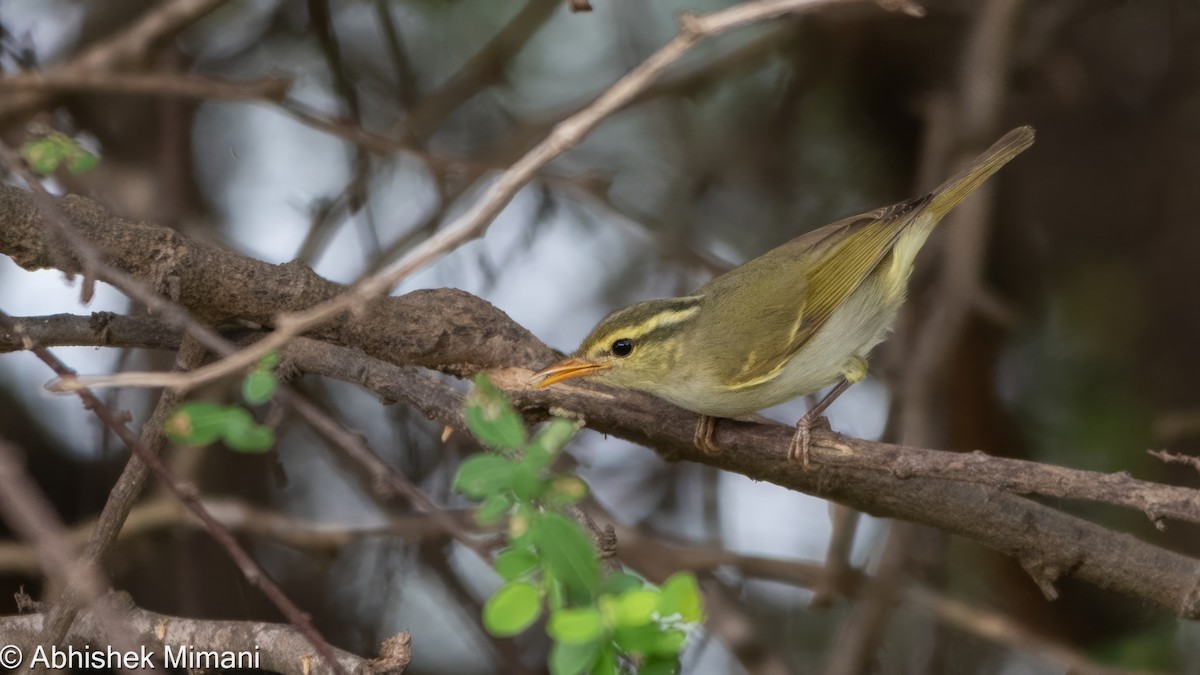 Western Crowned Warbler - ML611256881