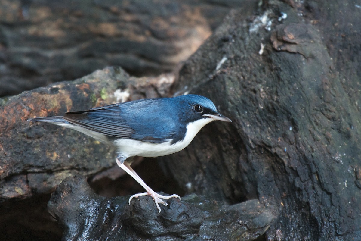 Siberian Blue Robin - ML611256898