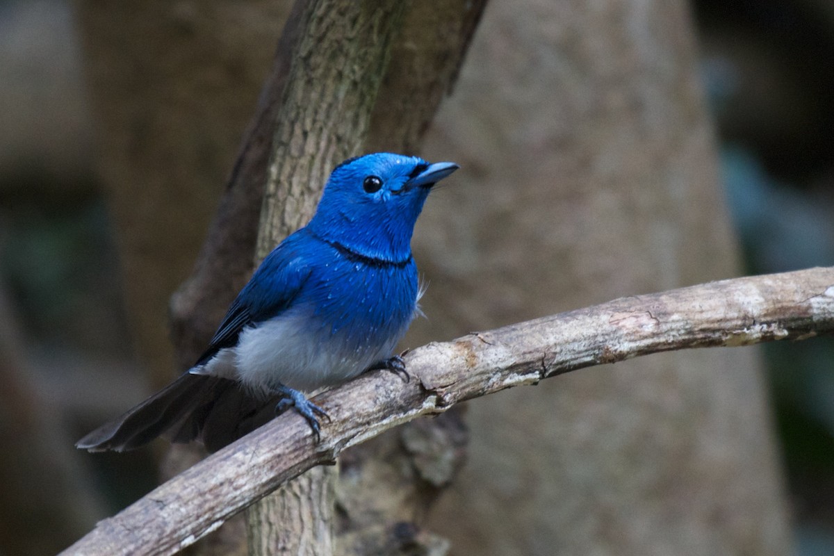 Black-naped Monarch - ML611256939