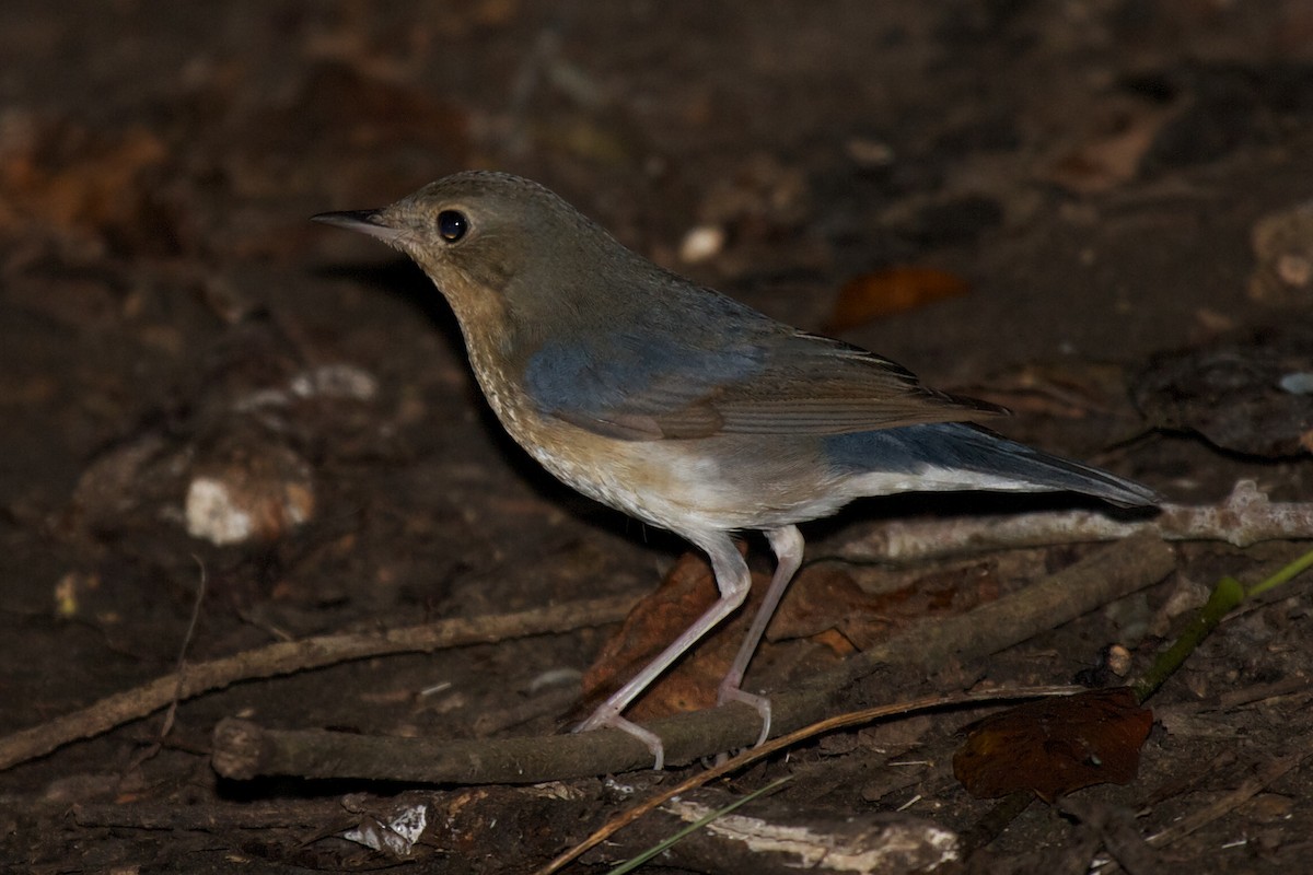 Siberian Blue Robin - ML611256971