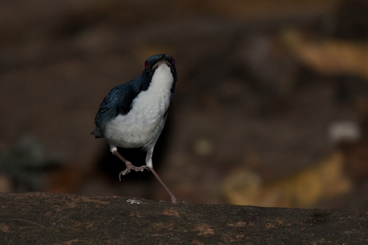 Siberian Blue Robin - ML611256974