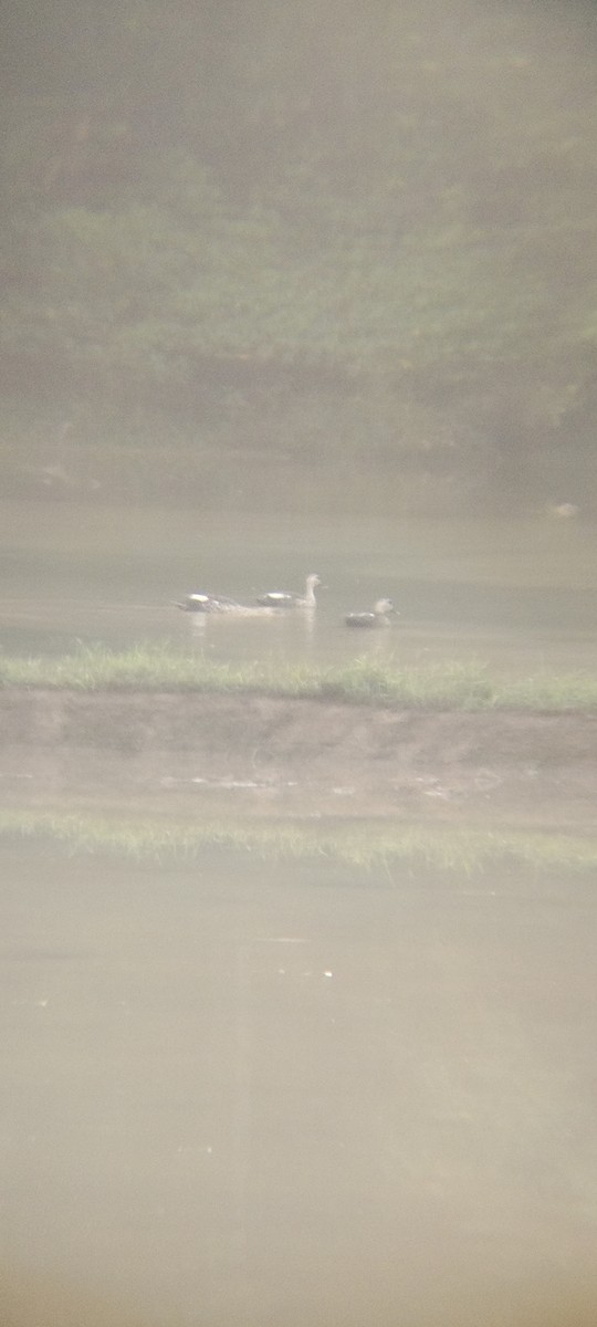 Indian Spot-billed Duck - ML611257007