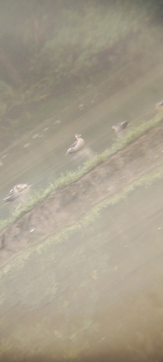 Indian Spot-billed Duck - ML611257009