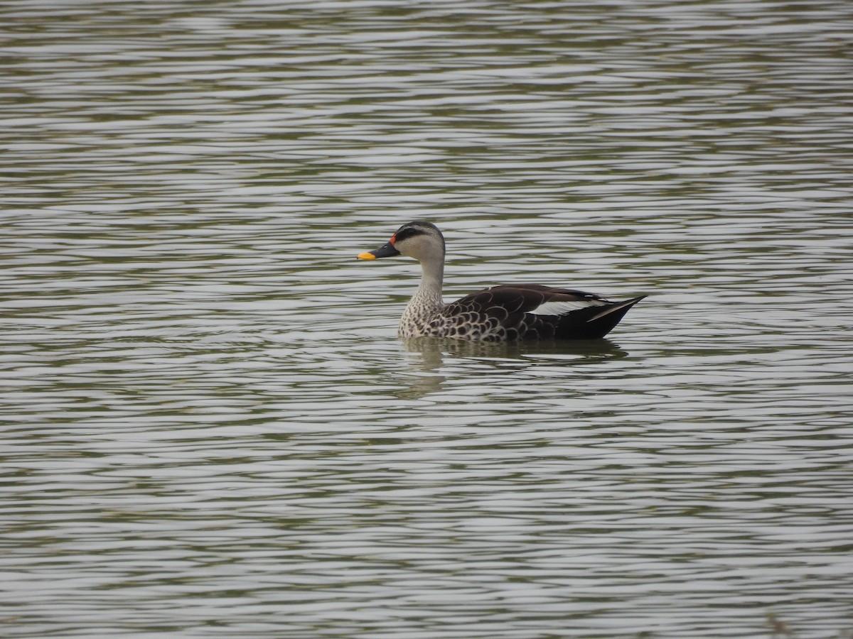Indian Spot-billed Duck - ML611257093