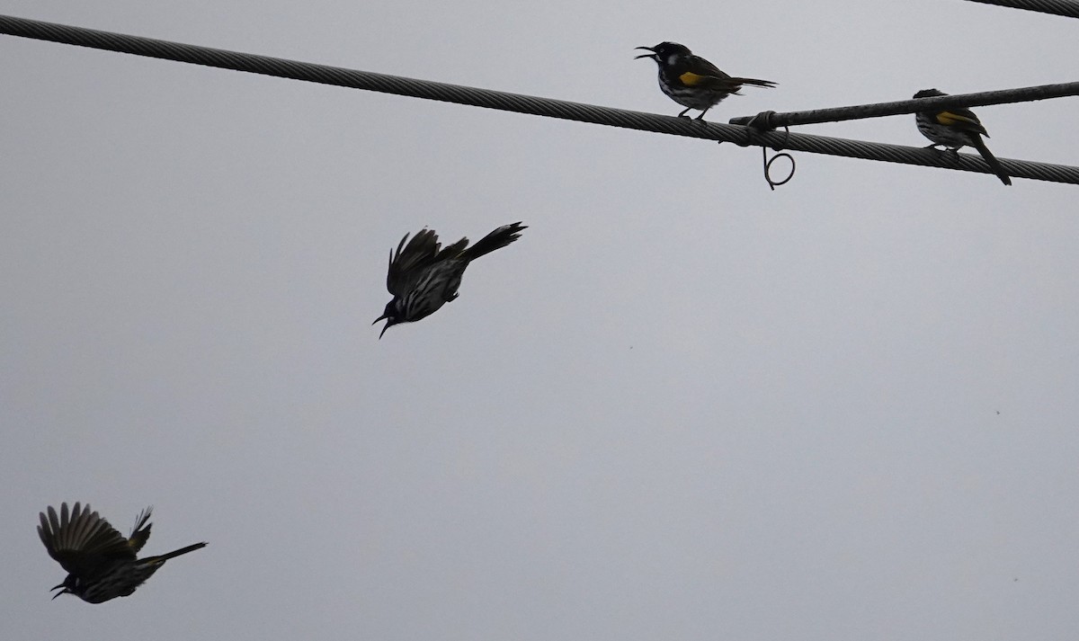 New Holland Honeyeater - Craig Morley