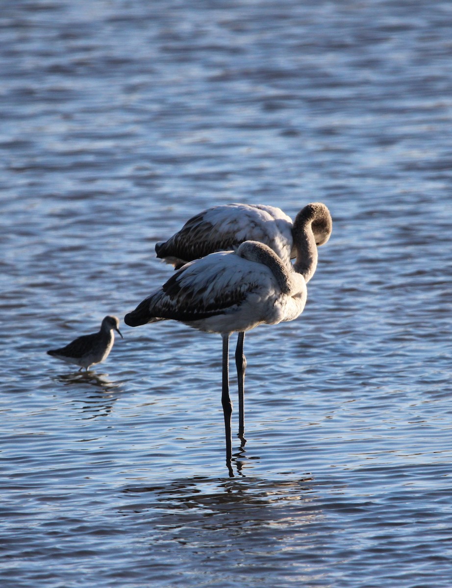 Greater Flamingo - ML611257167