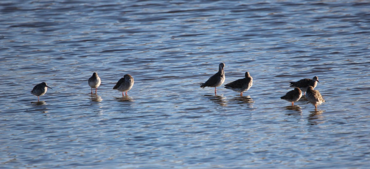 Spotted Redshank - Quim Minoves