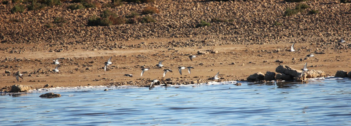 Dunlin - Quim Minoves