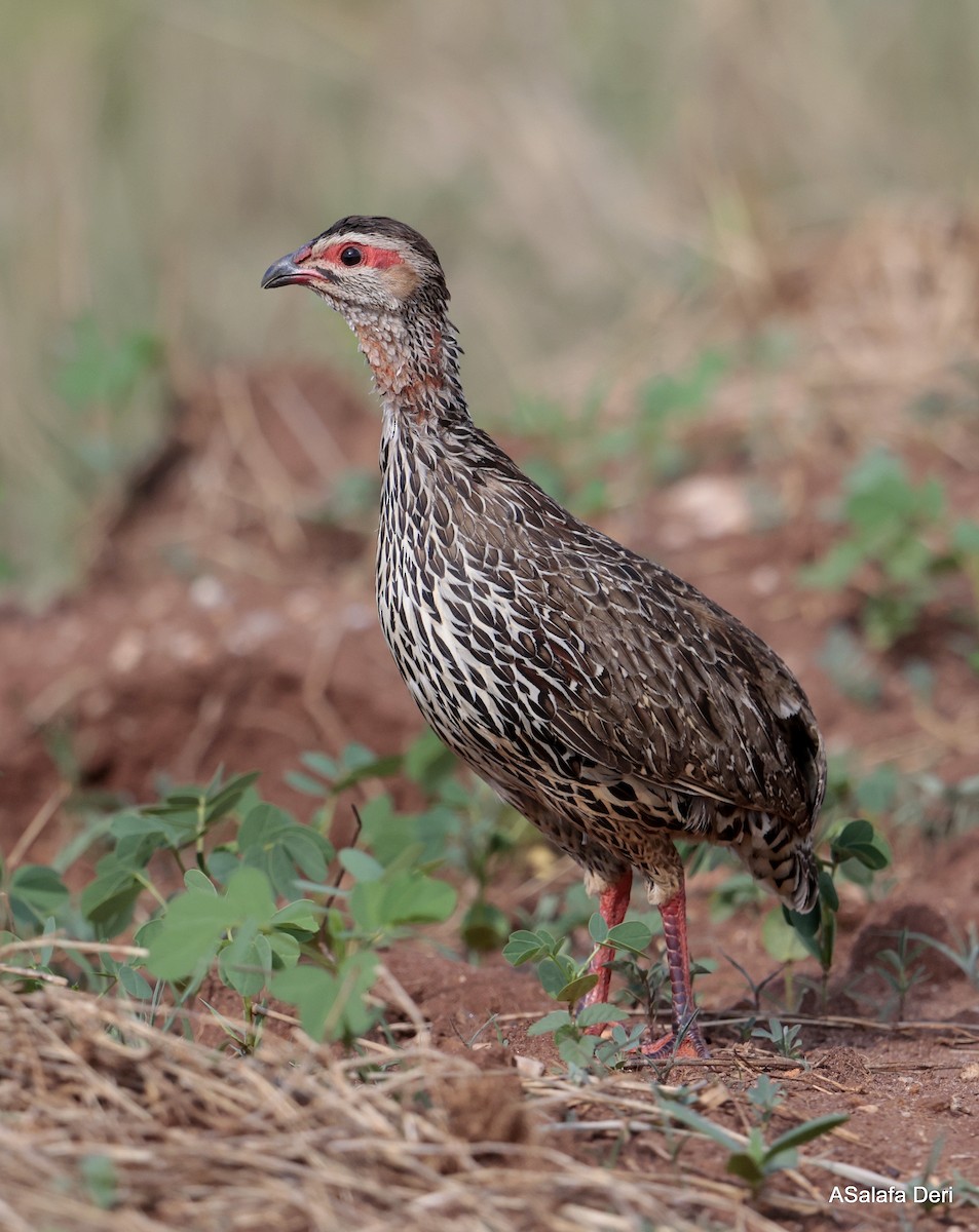 Clapperton's Spurfowl - ML611257215