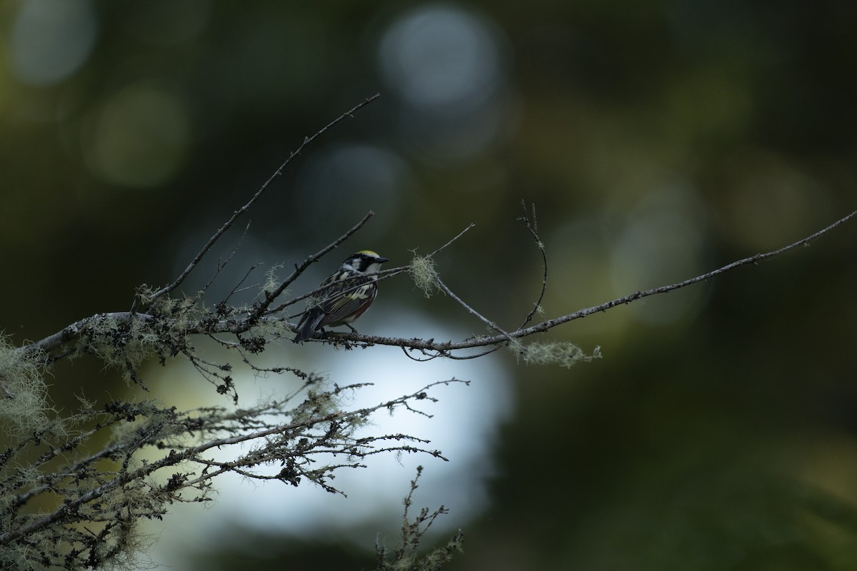 Chestnut-sided Warbler - ML611257224