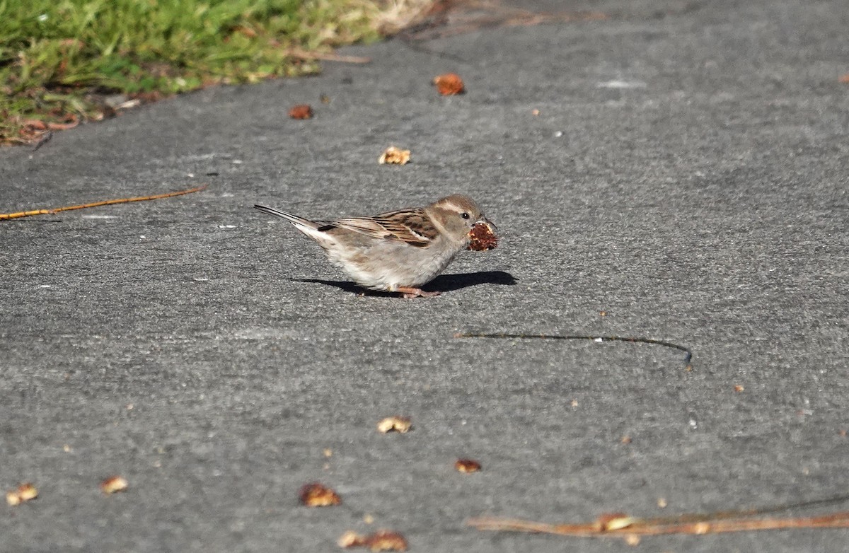 House Sparrow - Craig Morley